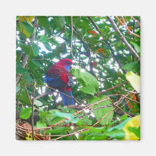 Eastern Rosella in Cotoneaster - Magnet