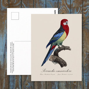 Eastern rosella or Platycercus eximius parakeet Postcard