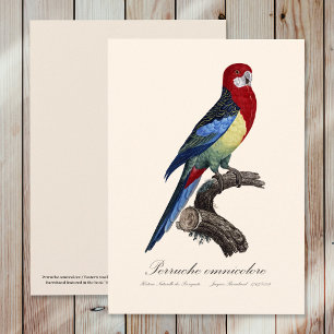 Eastern rosella or Platycercus eximius parakeet Thank You Card