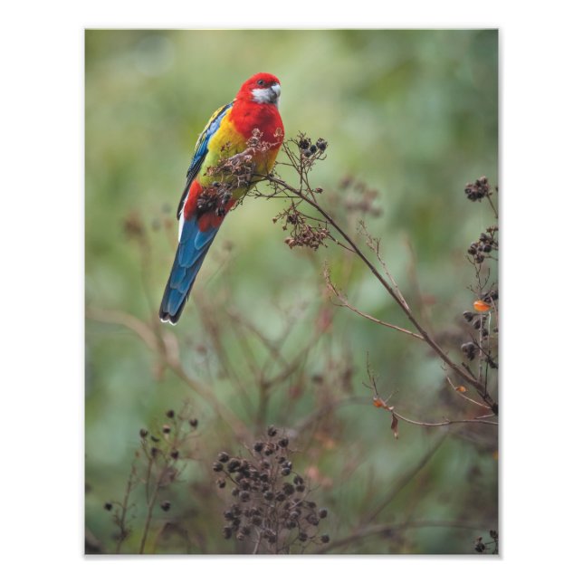 Eastern Rosella parrot - 11x14" photo print (Front)