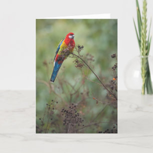 Eastern Rosella parrot - greeting card