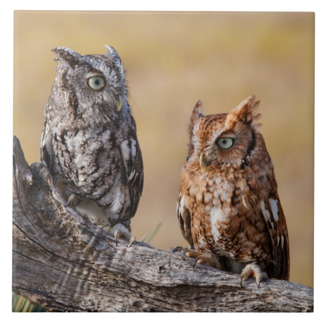 Eastern Screech Ow Roosting in Tree Tile (Front)
