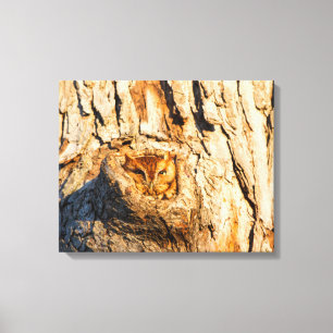 Eastern Screech-Owl Canvas Print