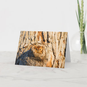 Eastern Screech-Owl Card