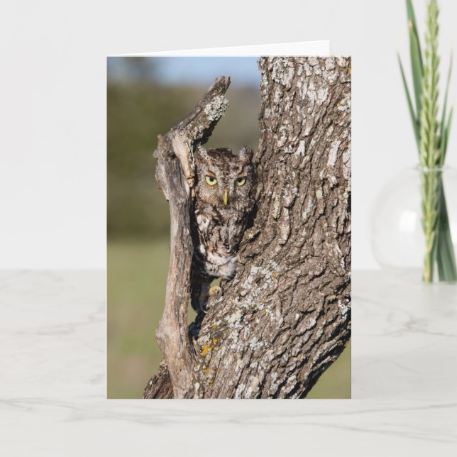 Eastern Screech Owl Card (Front)