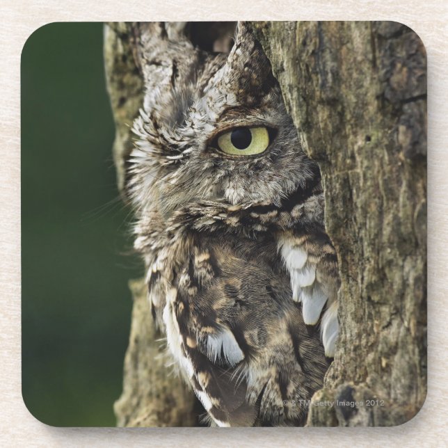 Eastern Screech Owl (Grey Phase) Otus asio Coaster (Front)