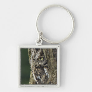 Eastern Screech Owl (Grey Phase) Otus asio Keychain
