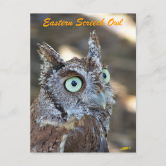 Eastern Screech Owl II Postcard