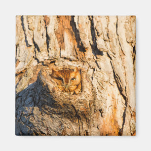 Eastern Screech-Owl Magnet
