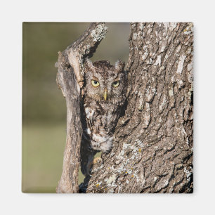 Eastern Screech Owl Magnet