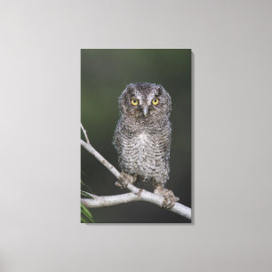 Eastern Screech-Owl, Megascops asio, Otus 2 Canvas Print