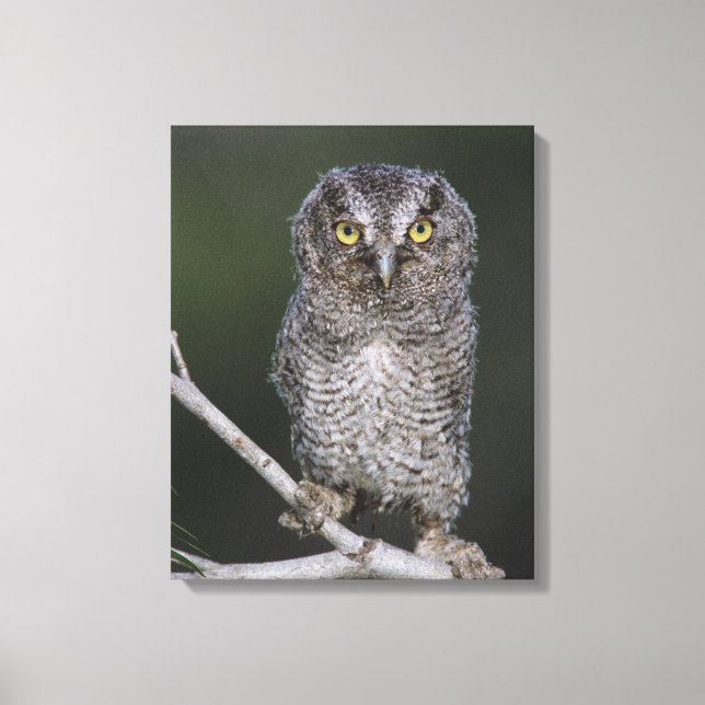Eastern Screech-Owl, Megascops asio, Otus 2 Canvas Print (Front)