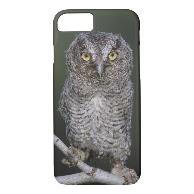 Eastern Screech-Owl, Megascops asio, Otus 2 Case-Mate iPhone Case (Back)