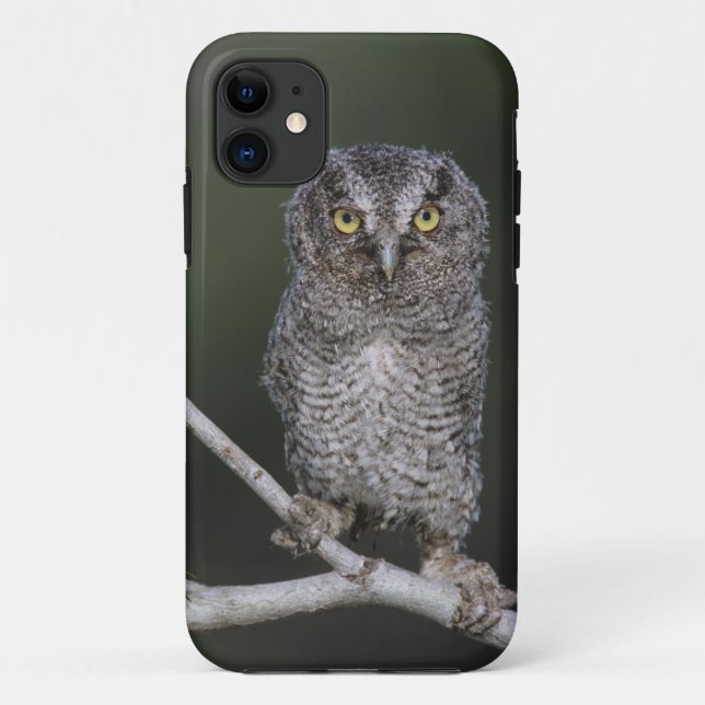 Eastern Screech-Owl, Megascops asio, Otus 2 Case-Mate iPhone Case (Back)