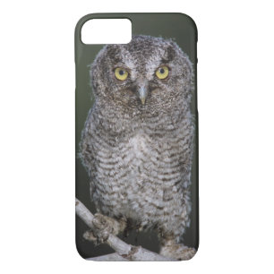 Eastern Screech-Owl, Megascops asio, Otus 2 Case-Mate iPhone Case