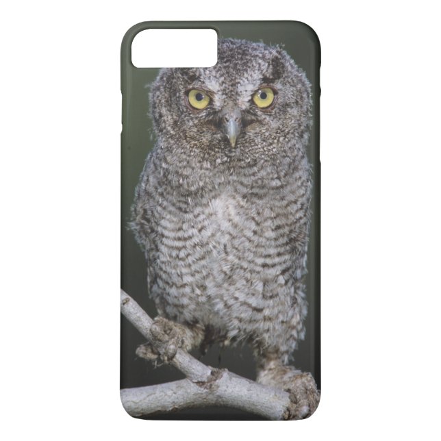 Eastern Screech-Owl, Megascops asio, Otus 2 Case-Mate iPhone Case (Back)