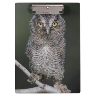 Eastern Screech-Owl, Megascops asio, Otus 2 Clipboard