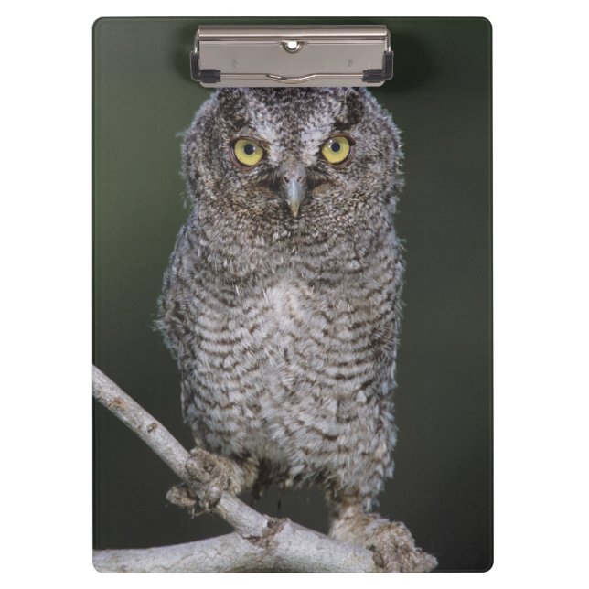 Eastern Screech-Owl, Megascops asio, Otus 2 Clipboard (Front)