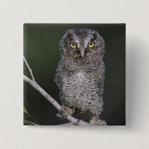 Eastern Screech-Owl, Megascops asio, Otus 2 Inch Square Button