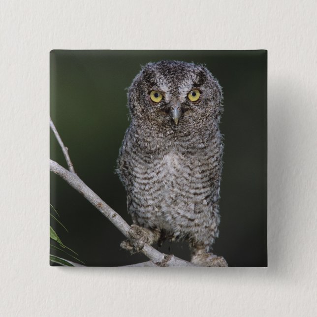 Eastern Screech-Owl, Megascops asio, Otus 2 Inch Square Button (Front)