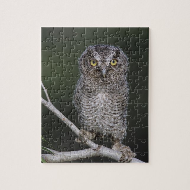 Eastern Screech-Owl, Megascops asio, Otus 2 Jigsaw Puzzle (Vertical)