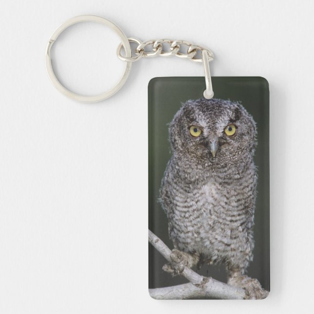 Eastern Screech-Owl, Megascops asio, Otus 2 Keychain (Front)