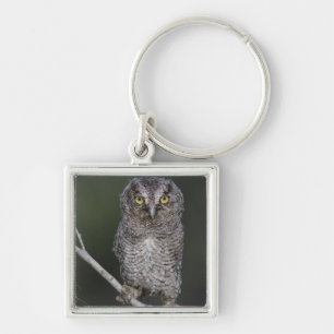 Eastern Screech-Owl, Megascops asio, Otus 2 Keychain