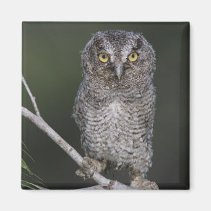 Eastern Screech-Owl, Megascops asio, Otus 2 Magnet