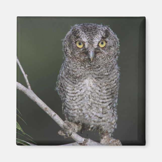 Eastern Screech-Owl, Megascops asio, Otus 2 Magnet (Front)