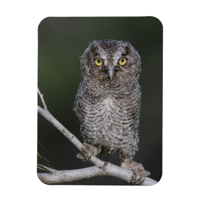Eastern Screech-Owl, Megascops asio, Otus 2 Magnet (Vertical)