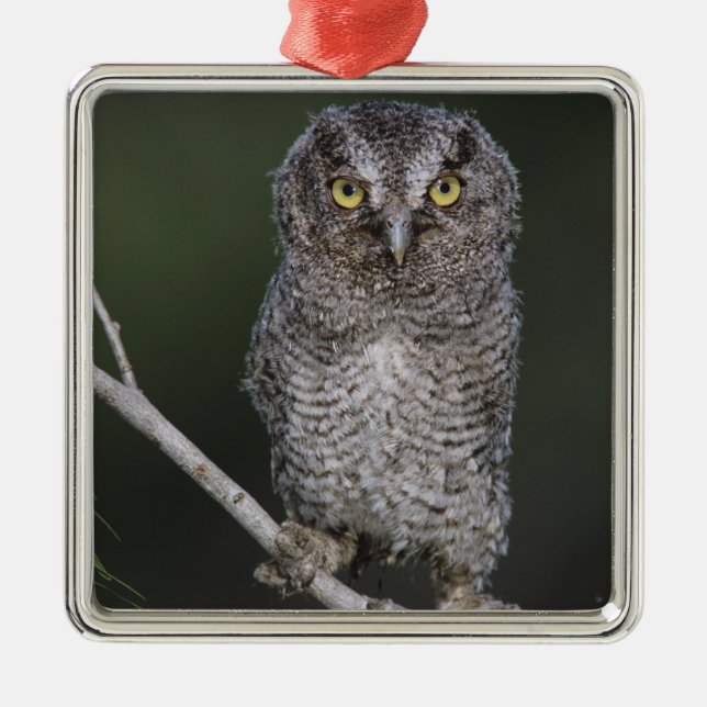 Eastern Screech-Owl, Megascops asio, Otus 2 Metal Ornament (Front)