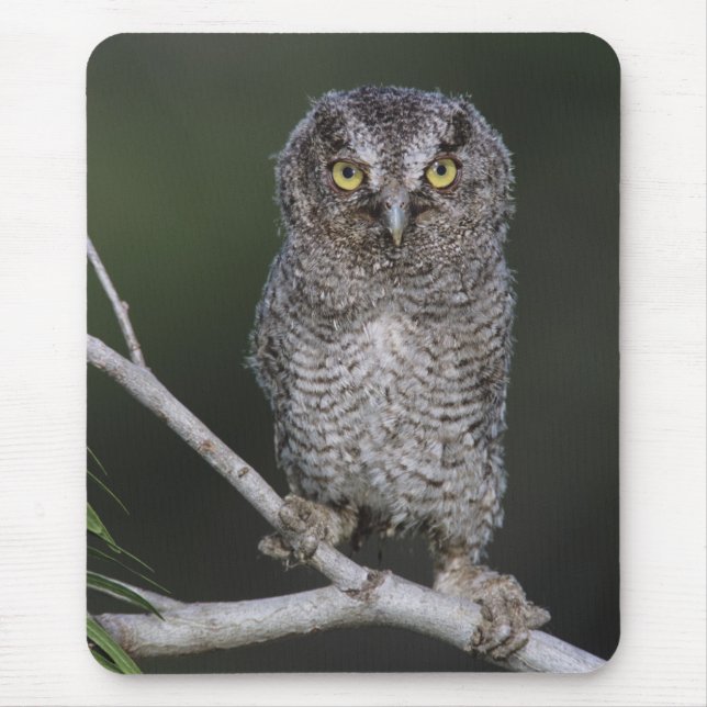 Eastern Screech-Owl, Megascops asio, Otus 2 Mouse Pad (Front)