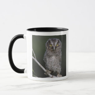 Eastern Screech-Owl, Megascops asio, Otus 2 Mug