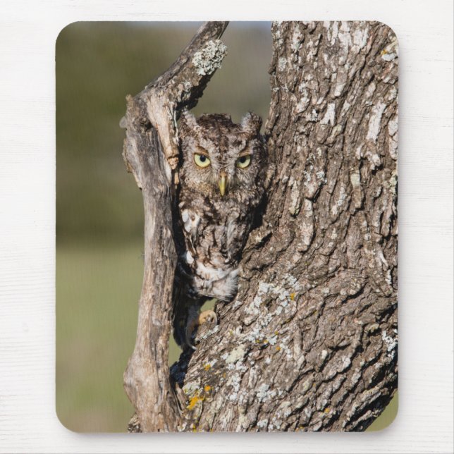 Eastern Screech Owl Mouse Pad (Front)