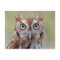 Eastern Screech Owl Photograph Postcard
