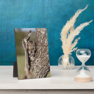 Eastern Screech Owl Plaque