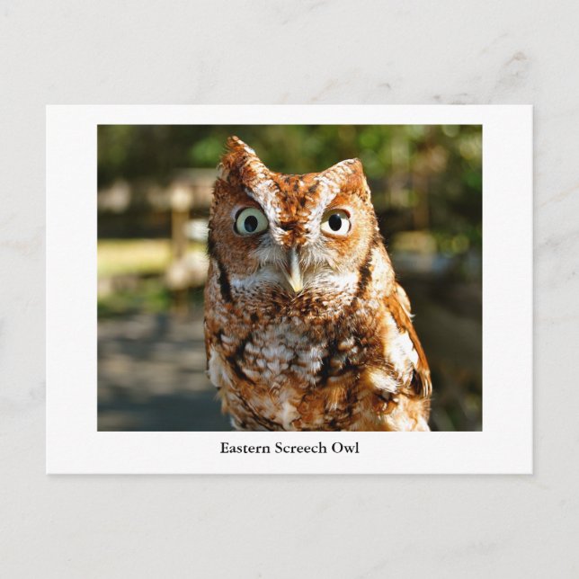 Eastern Screech Owl Postcard (Front)