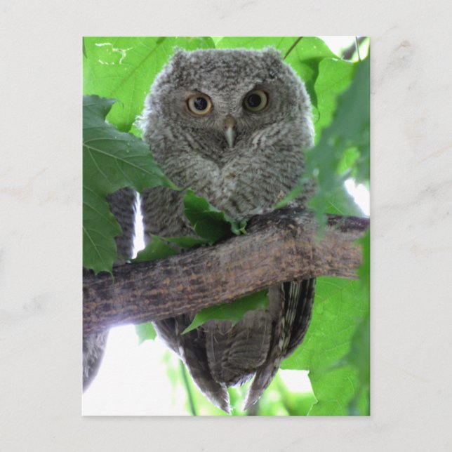 Eastern Screech Owl Postcard (Front)