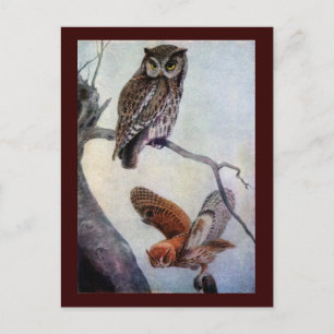 Eastern Screech Owls Postcard