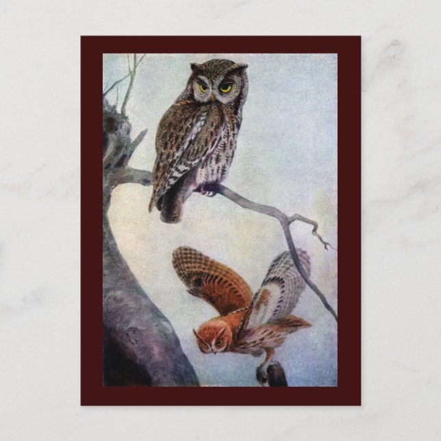 Eastern Screech Owls Postcard (Front)