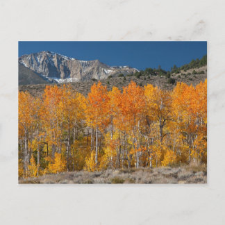 Eastern Sierra Fall Colours Postcard