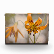 Eastern Sierra Tiger Lilies Wildflower Photo Block