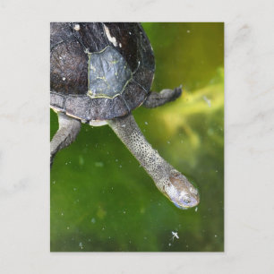 Eastern Snake-Necked Turtle Postcard