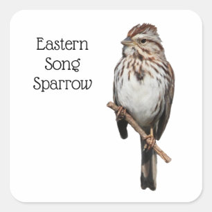 Eastern Song Sparrow Square Sticker
