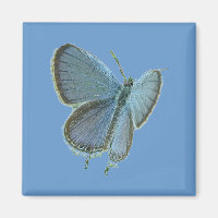 Eastern-Tailed Blue Butterfly
