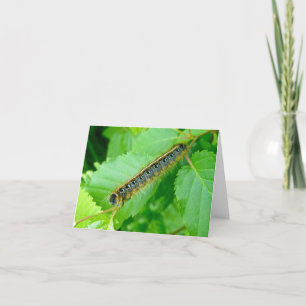 Eastern Tent Caterpillar Note Card