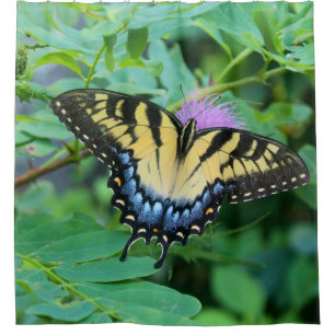 Eastern Tiger Swallowtail Butterfly