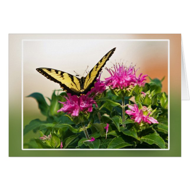 Eastern Tiger Swallowtail Butterfly (Front Horizontal)