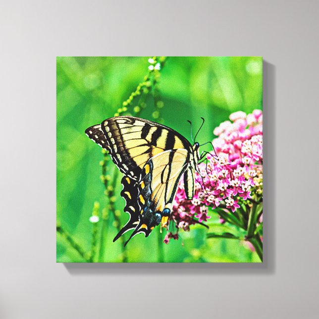 Eastern Tiger Swallowtail Butterfly Canvas Print (Front)