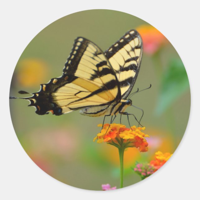 Eastern Tiger Swallowtail Butterfly Classic Round Sticker (Front)